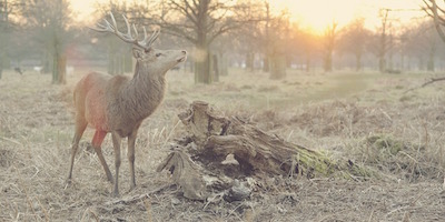 A Pochi Passi Bed and Breakfast Venaria Scoprire Parco La Mandria